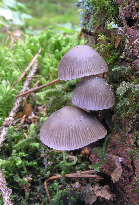 Mycena maculata